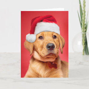 Feliz Navidad Cachorro Labrador Lindo con Gorro de