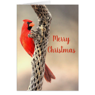 Feliz Navidad Cardenal del Norte