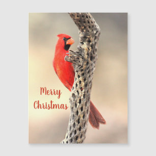 Feliz Navidad Cardenal Norte Magnet