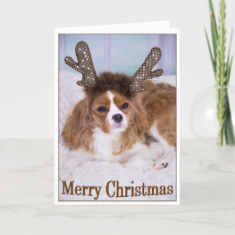 Feliz Navidad Cavalier King Charles
