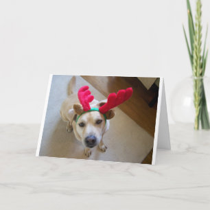 FELIZ NAVIDAD DEL PERRO