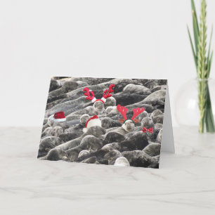 Feliz Navidad desde las focas