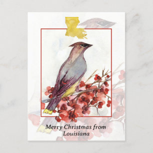Feliz Navidad desde Louisiana Cedar Waxwing Bird