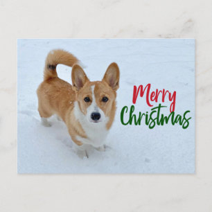 Feliz Navidad Foto de Corgi en la Nieve Hermosa