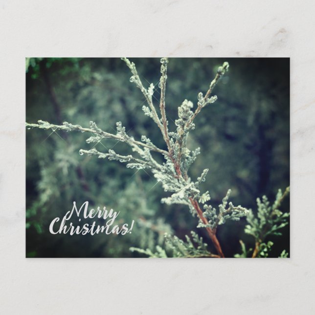 Feliz Navidad Frosty Evergreen (Anverso)