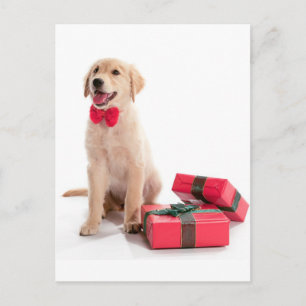 Feliz Navidad Golden Retriever Puppy