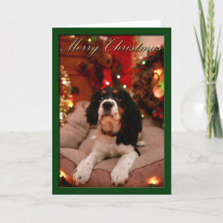 Feliz Navidad Inglés Springer Spaniel, Springer