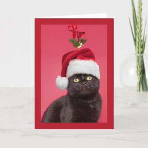 Feliz Navidad para cualquier gato bajo el muérdago