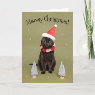 Feliz Navidad para cualquier gato gracioso en Sant
