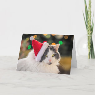 Feliz Navidad para cualquier gato lindo con sombre