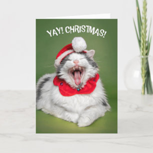 Feliz Navidad para cualquiera Gato feliz en sombre