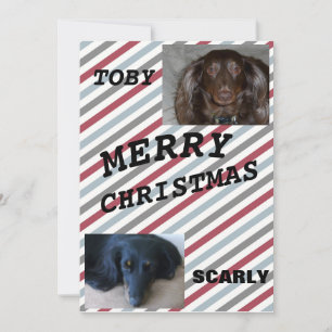 Feliz Navidad para Mascotas Disfrazadas Duo Azul G