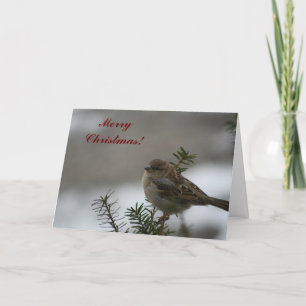 ¡Feliz Navidad Sparrow!