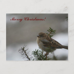 ¡Feliz Navidad Sparrow!