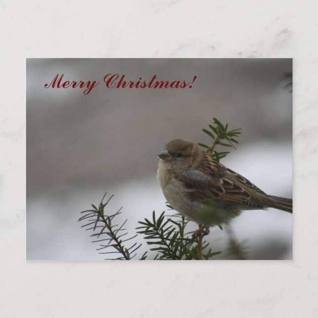 ¡Feliz Navidad Sparrow! (Anverso)