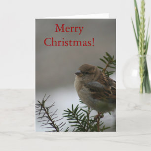 ¡Feliz Navidad Sparrow! con secuencias de comandos