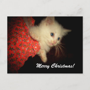 Feliz Navidad! Tarjeta postal para gatitos