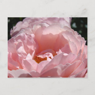 Feliz Navidad! tarjetas postales Flores Rosa Rosa