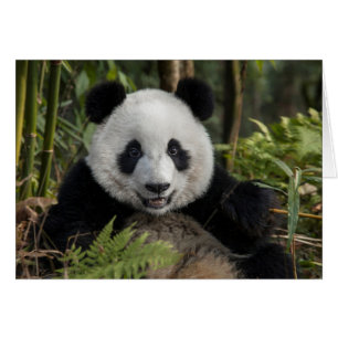 Feliz panda joven, China