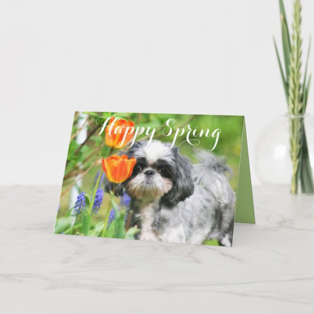 Feliz primavera shih Tzu Chica tarjeta de saludo (Anverso)