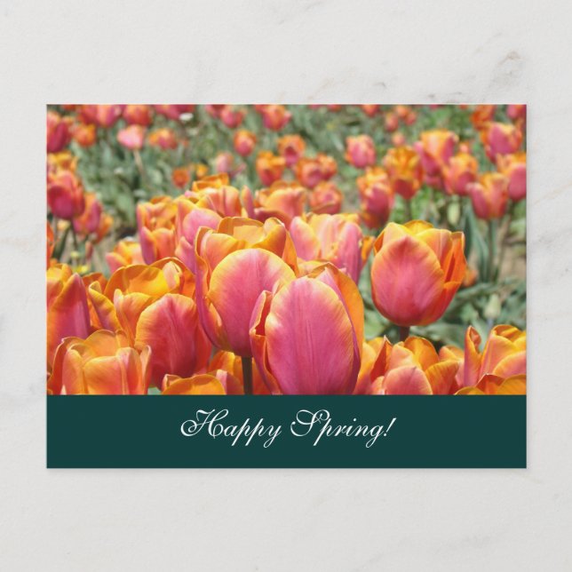 Feliz Primavera! tarjetas postal Flor de Tulipán C (Anverso)