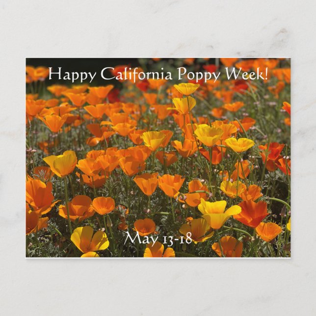 ¡Feliz semana de la amapola de California! Postal (Anverso)
