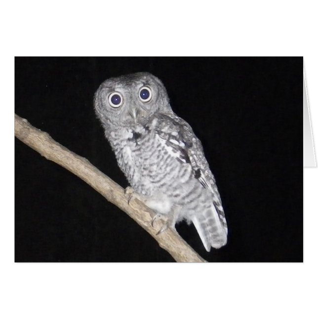 Feliz tarjeta de búho de Halloween (Anverso (Horizontal))