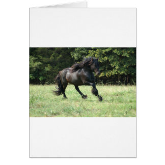 Fell Pony Stallion