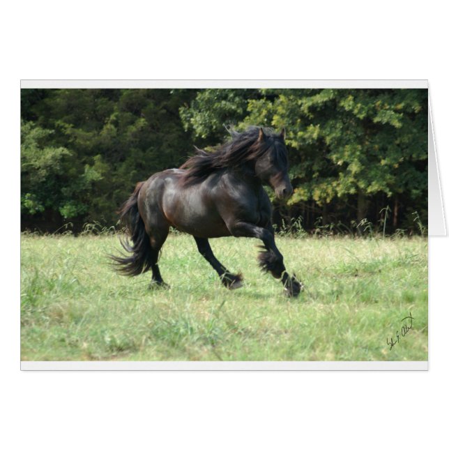 Fell Pony Stallion (Anverso (Horizontal))