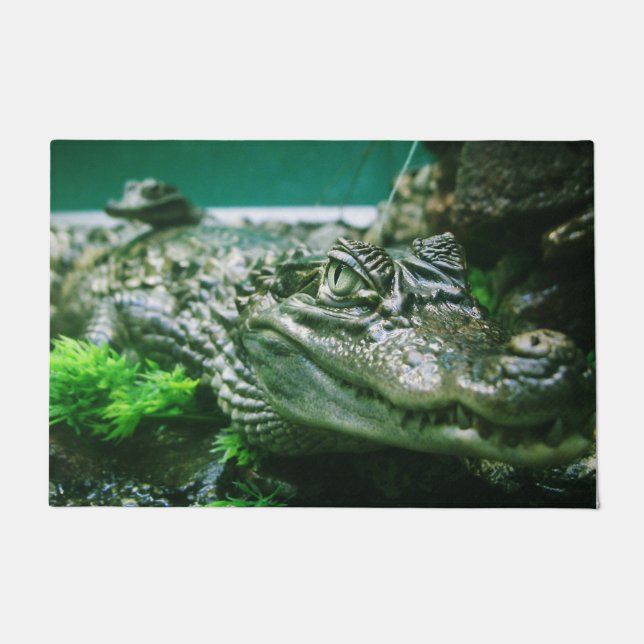 Felpudo Alligador (Anverso)