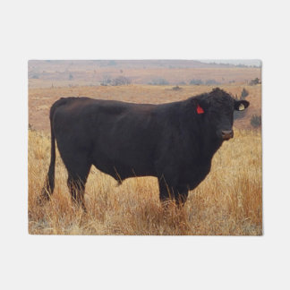 Felpudo Angus negros Steer Grazing con su manada