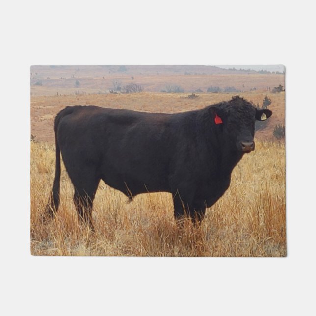 Felpudo Angus negros Steer Grazing con su manada (Anverso)