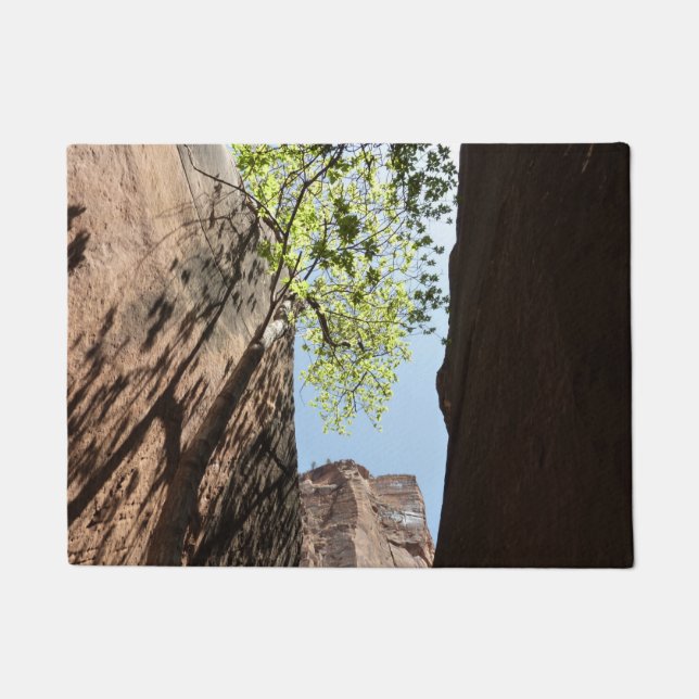 Felpudo Árbol crece entre las rocas en el Parque Nacional  (Anverso)