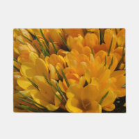 Aroma de croco amarillo - Flores amarillas doradas