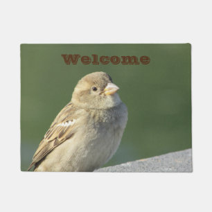 Felpudo Bird Small Brown House Sparrow Photo Welcome