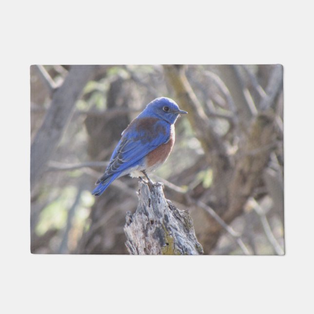 Felpudo Bluebird occidental (Anverso)