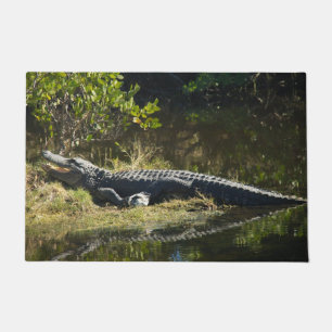 Felpudo Caimán tomando el sol en la orilla de la marisma