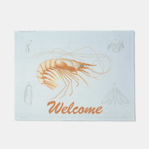 Felpudo Camarón o Langostino, Vida Marina Antigüa Animales