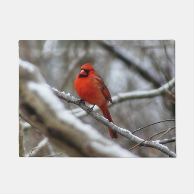 Felpudo Cardenal macho (Anverso)