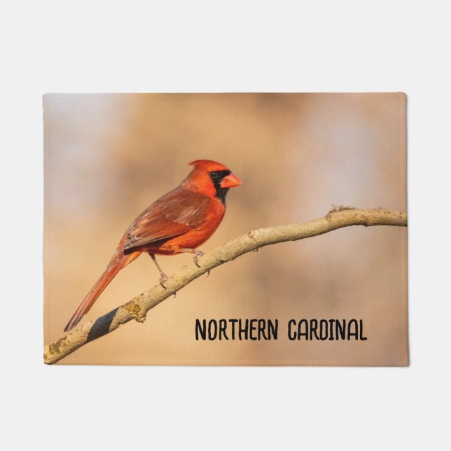 Felpudo Cardenal septentrional (Anverso)
