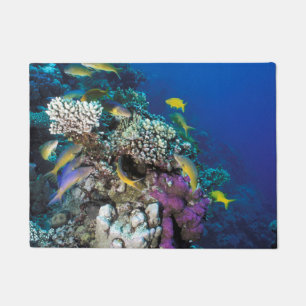 Felpudo Cardumen de salmonetes alrededor de pequeño coral