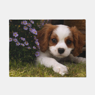 Felpudo Cavalier Rey Carlos español Cachorro tras las flo