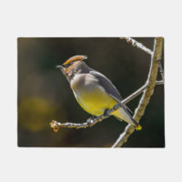 Cedar Waxwing Songbird Foto original de ave silves