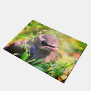 Felpudo Cedro Amarillo lindo Waxwing Fledglglgling Bird