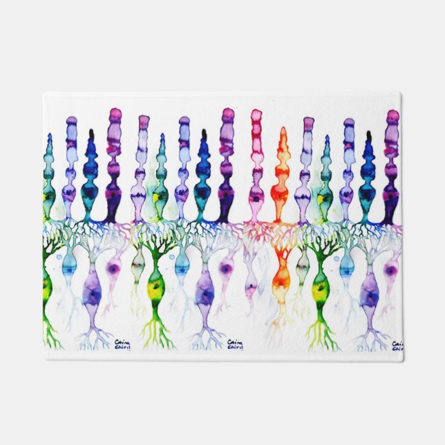 Felpudo Células cañas y neurona bipolar de la retina (Anverso)