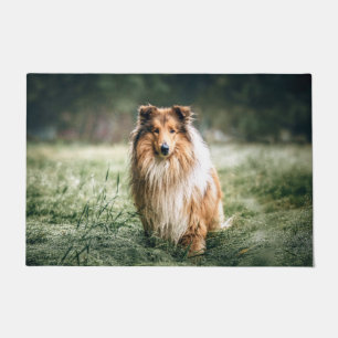 Felpudo Collie en la pradera tosca