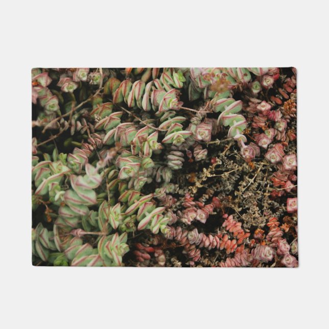 Felpudo Crassula perforata (Anverso)