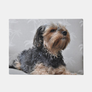 Felpudo Cute Yorkie Yorkshire Terrier tomando el sol