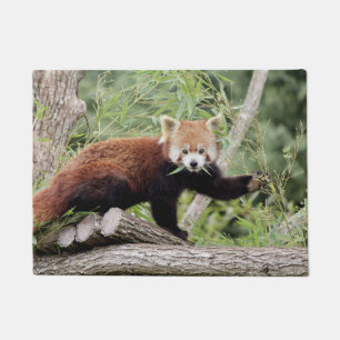 Felpudo Doormat Foto panda roja , animales 0234.