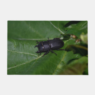 Felpudo Dorcus parallelipipedus , el escarabajo de menor t